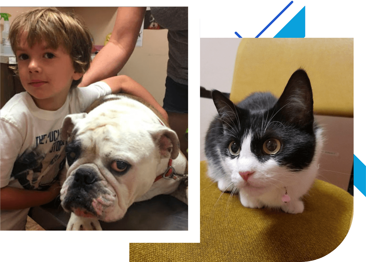 image collage of child with dog and cat