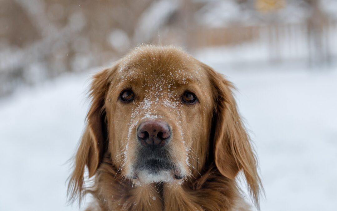 Chill in the Air: Protecting Your Pet from the Winter Cold