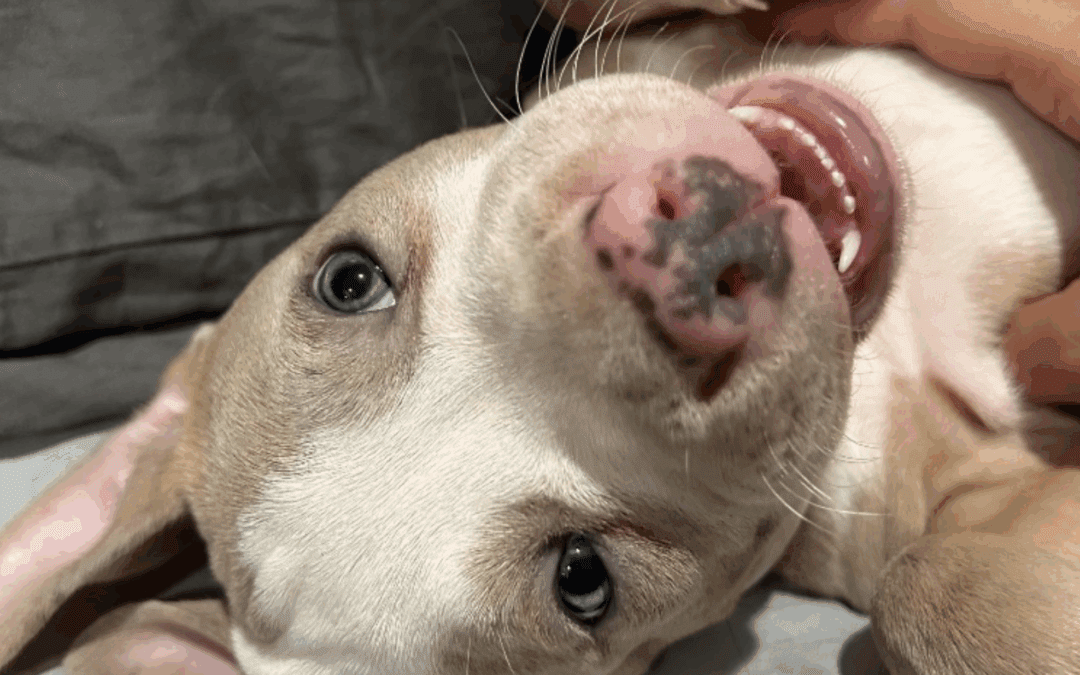 When the Scratching Won’t Stop: Understanding Allergies in Dogs and Cats‬ ‭