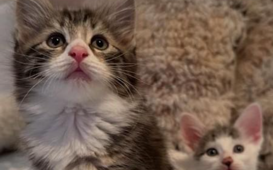 Welcome Home: The First Days With your New Puppy or kitten