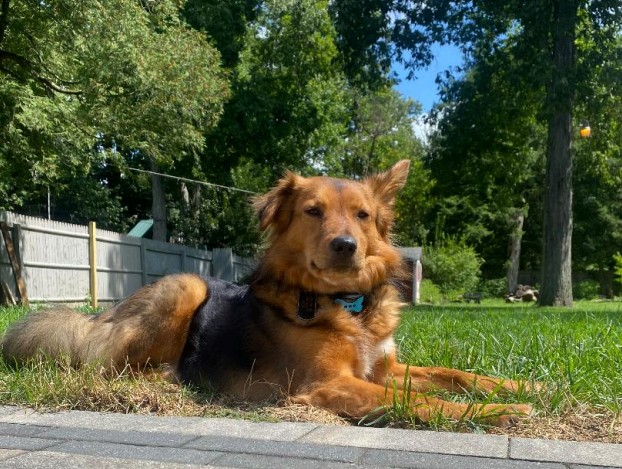 Anxious Tails: Understanding Stress in Our Pets