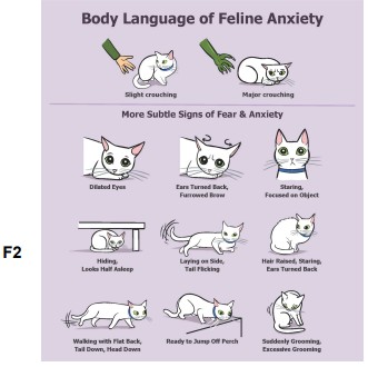 Body language chart of fear in felines