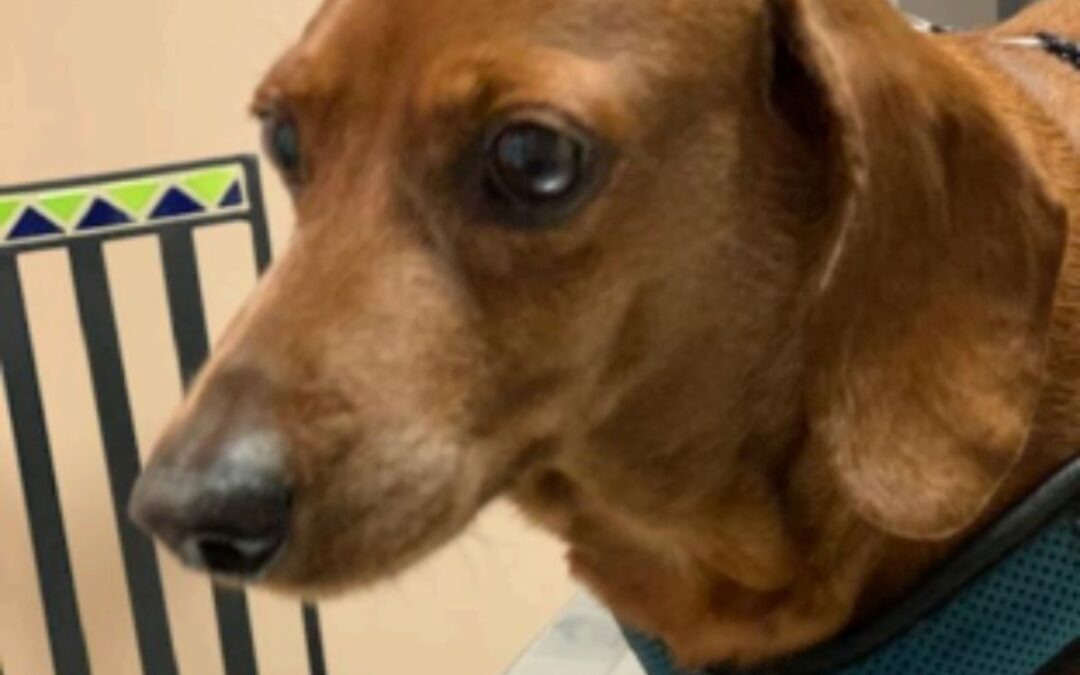 Pet of the Month: Joey P.