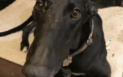 Pet of the Month: Boulder