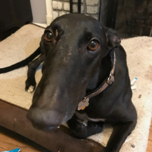 Pet of the Month: Boulder