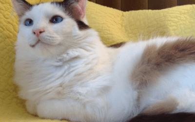 Pet of the Month: Belle