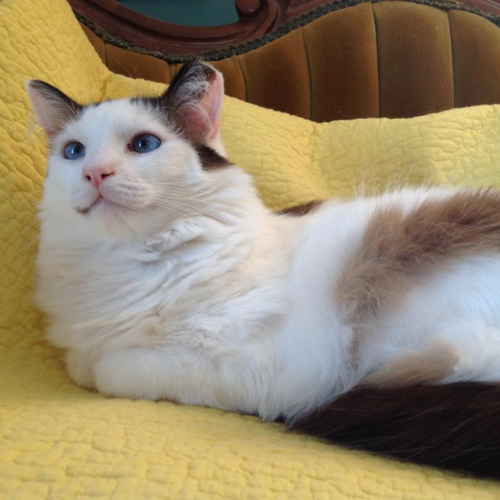 A cat resting on a couch