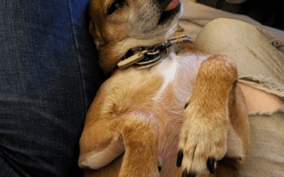 Pet of the Month: Leo