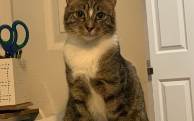 Pet of the Month: Sawyer
