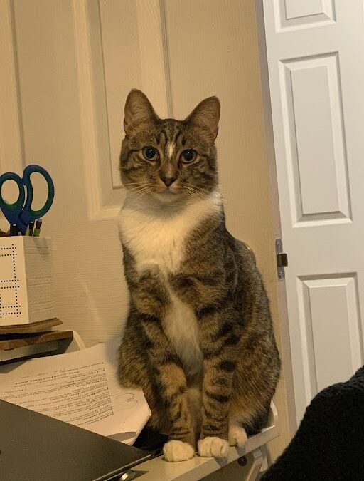Pet of the Month: Sawyer