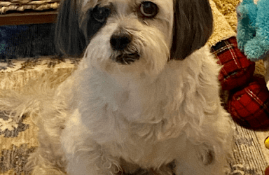 Pet of the Month: Teddy