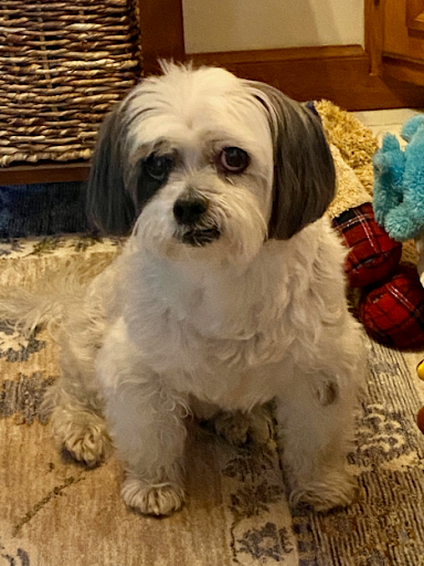 Pet of the Month: Teddy